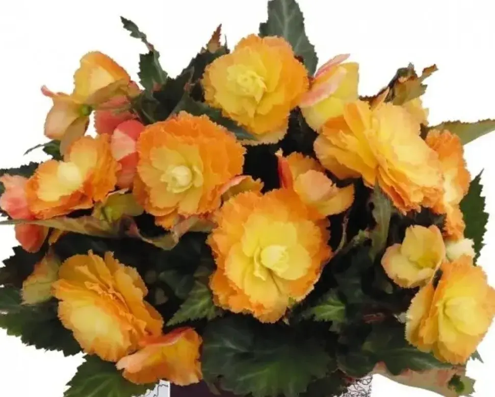 Iconia Portofino Sunrise №338/ укор.черенок Код: 0338