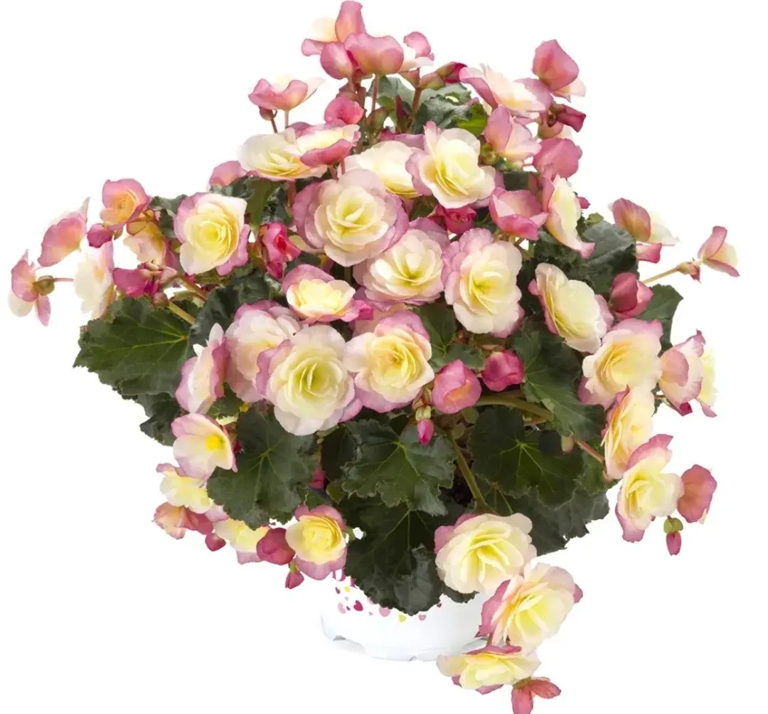 BK Collection Glory Bicolor №339/ укор черенок Код: 0339