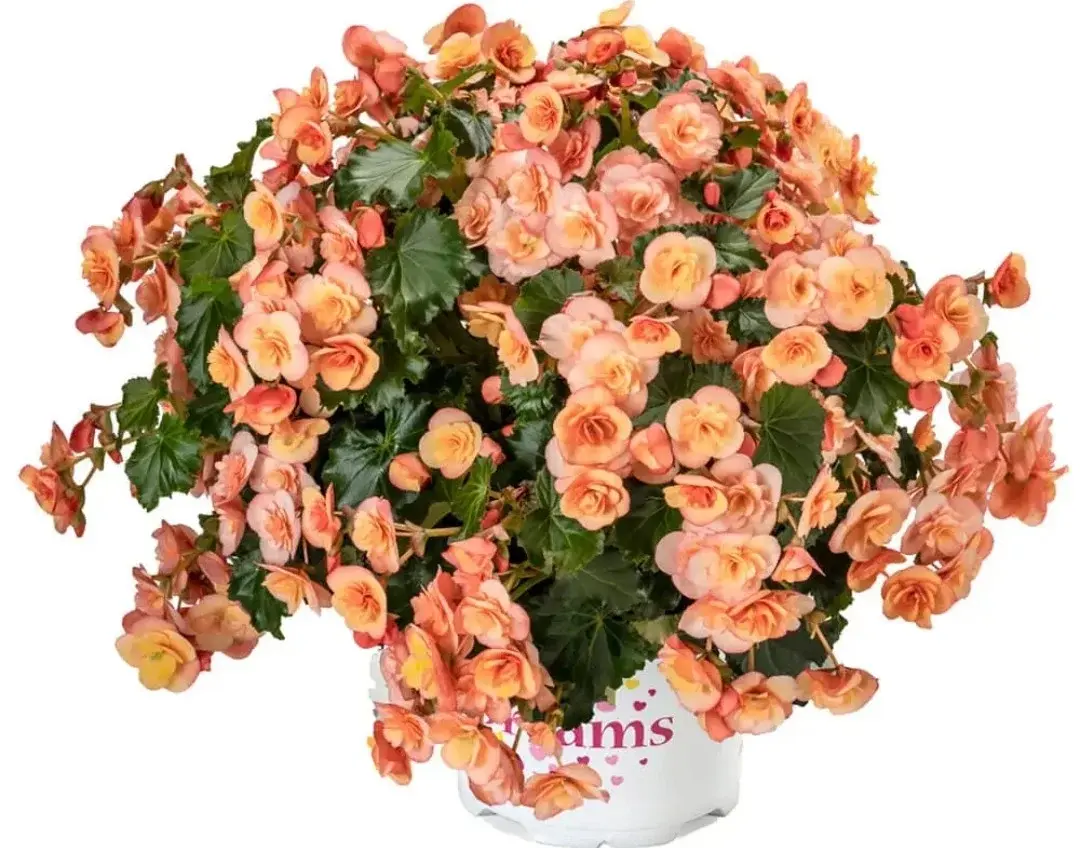 BK Collection Esmay Peach №349/ подрощенное растение Код: 0349
