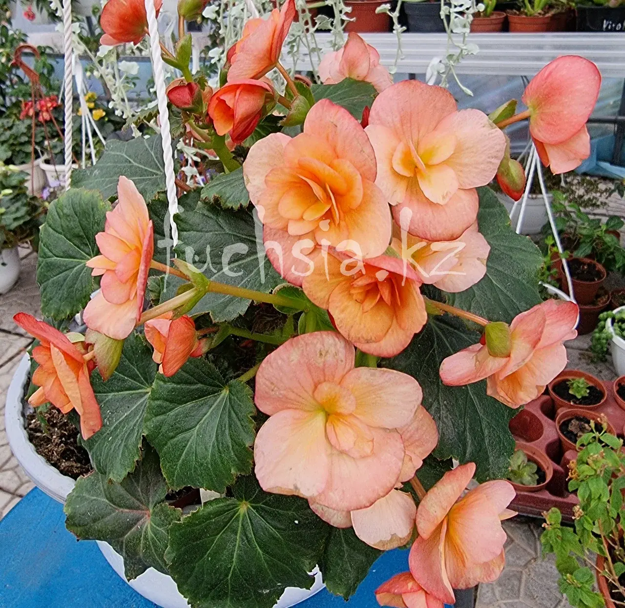 BK Collection Esmay Peach №349/ подрощенное растение Код: 0349
