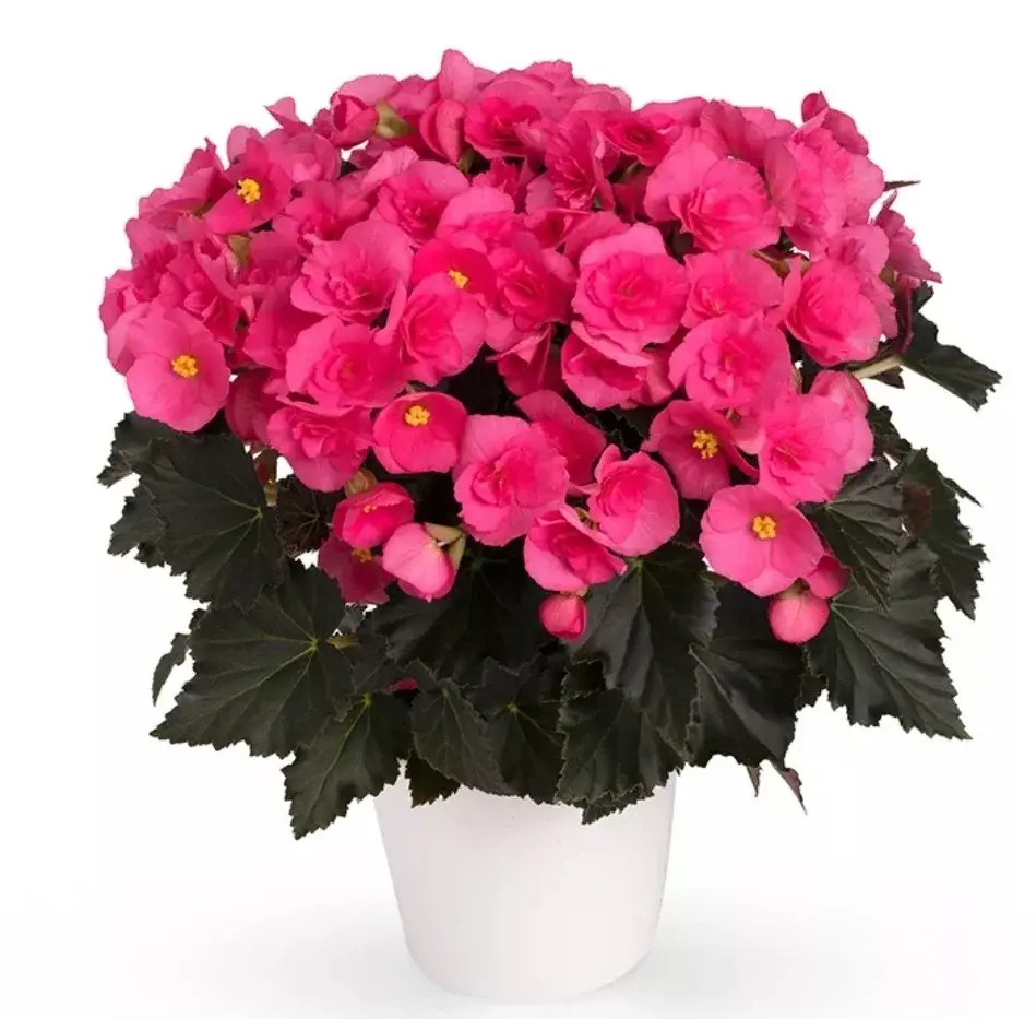 Elatior Adonia Pink №313 /укор.черенок Код: 0313