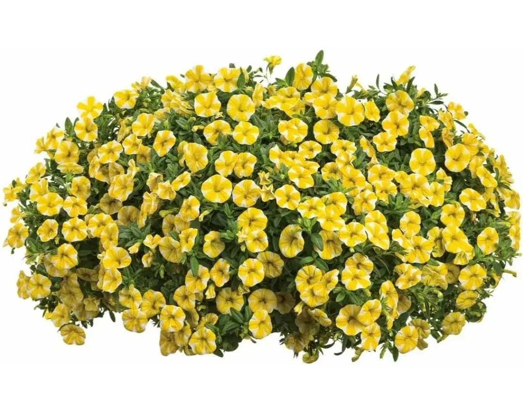 Superbells Lemon Slice/ подрощенное растение Код: 0430