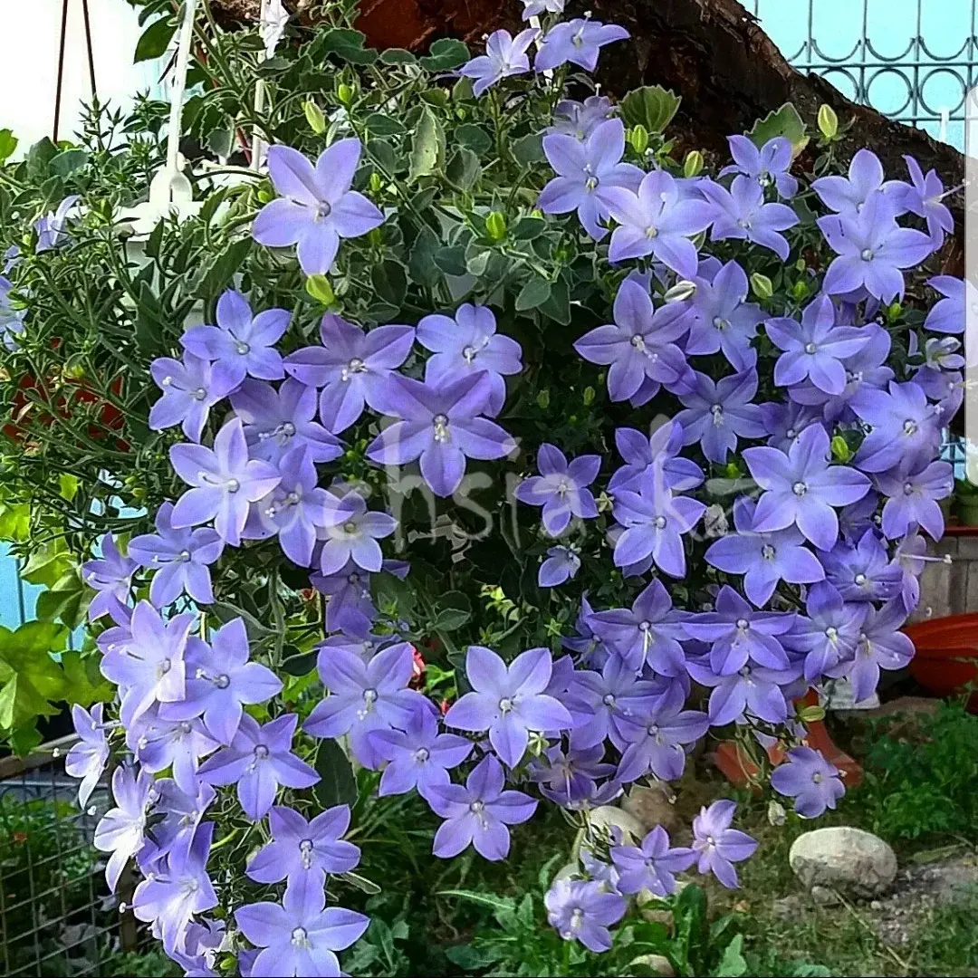 Isofila Maya/подрощенное растение