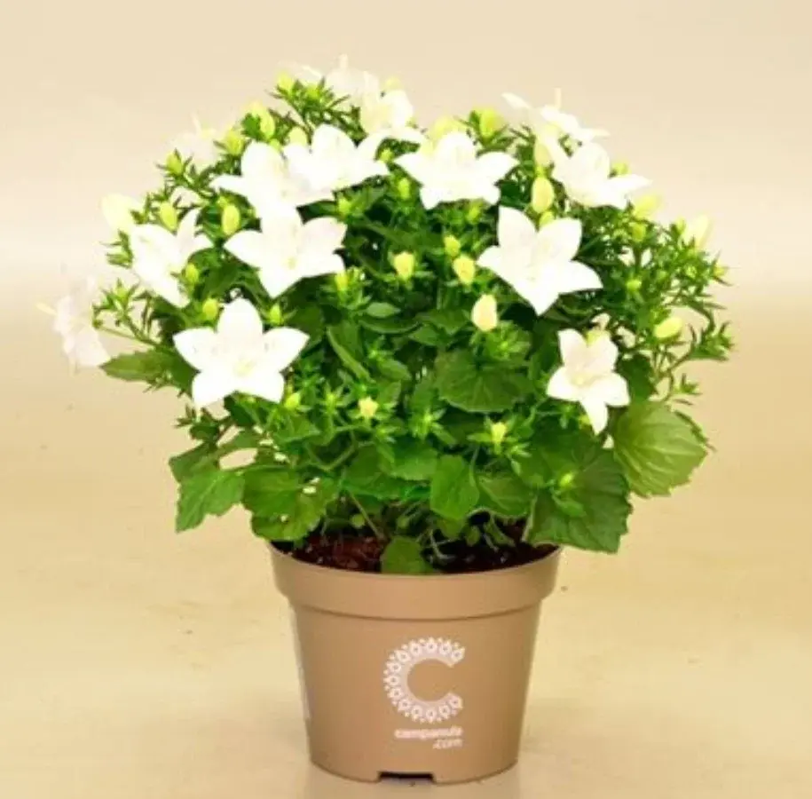 Isophila Atlanta White / укор.черенок