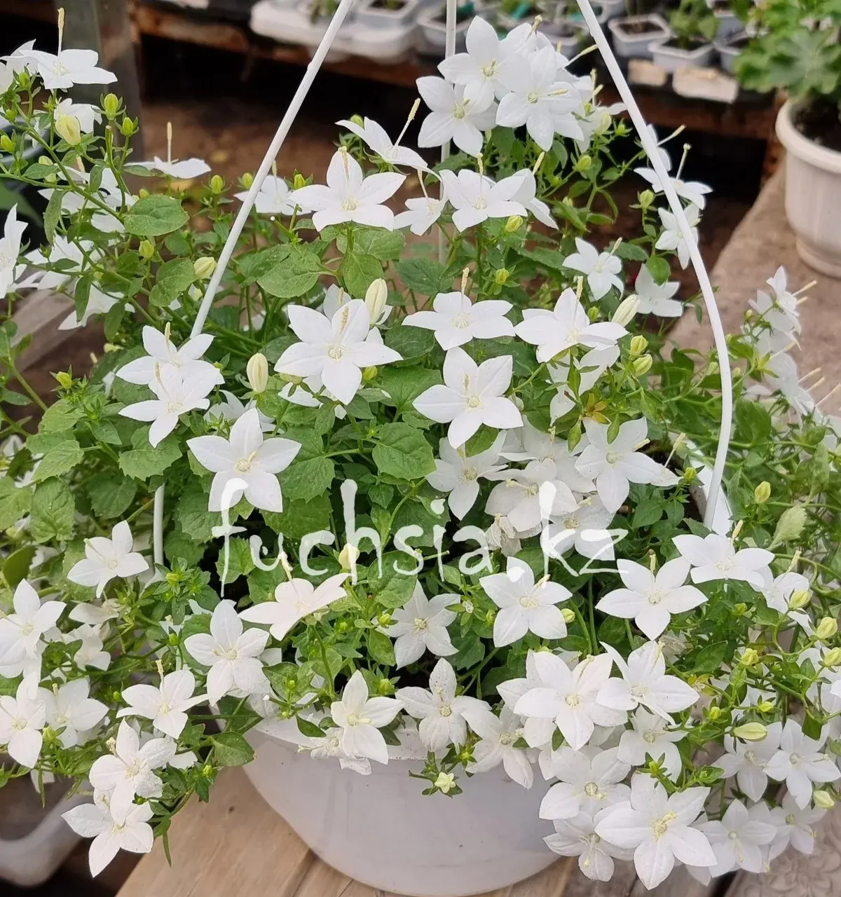 Isophila Atlanta White / укор.черенок
