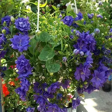 Isofila Dublin Blue / подрощенное растение
