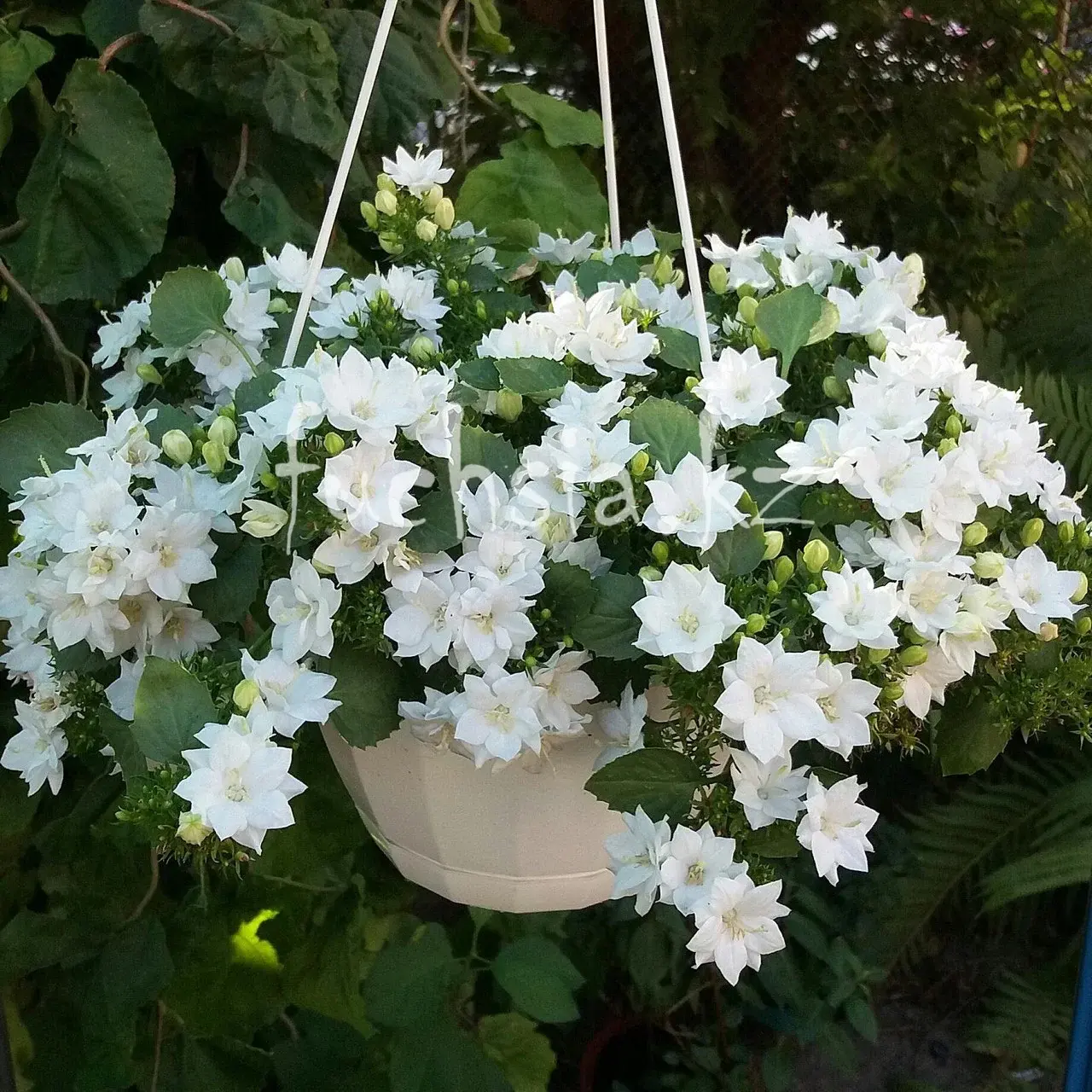 Isophila Dublin White/ подрощенное растение