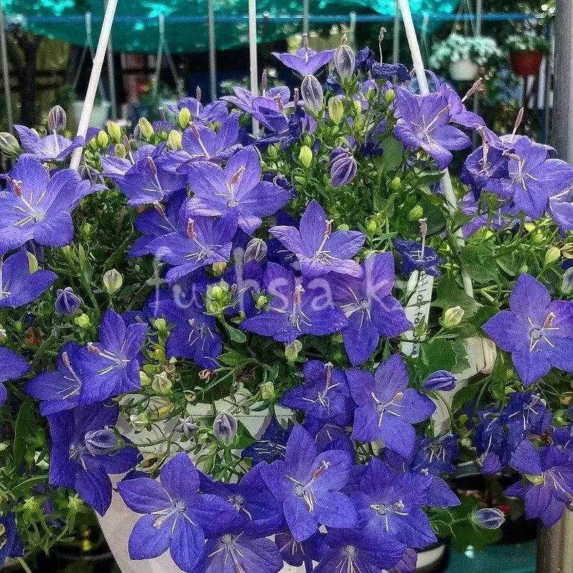 Isofila Napoli Blue/ подрощенное растение