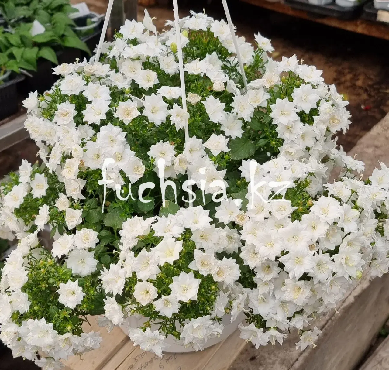 Isophila Dublin White/укор.черенок