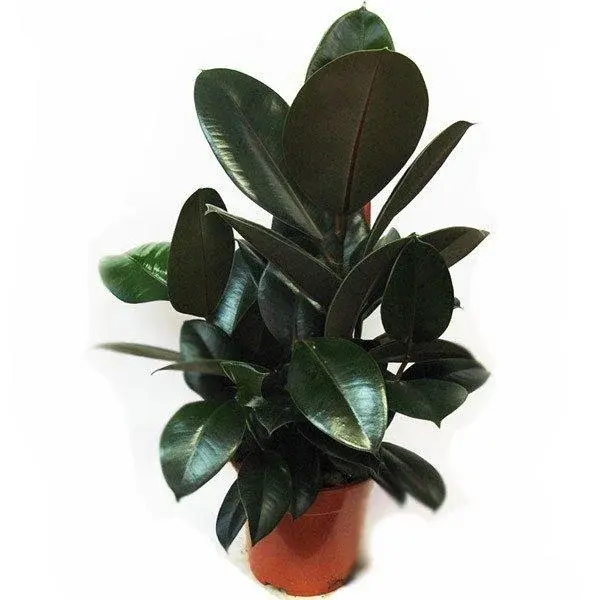 Фикус elastica Abidjan d12
