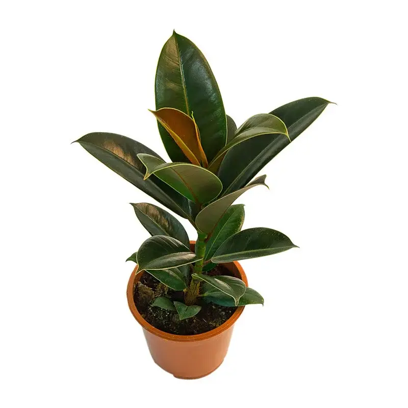 Фикус elastica Robusta d12 h30