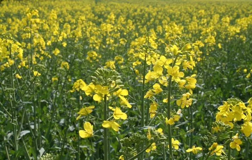 Продам ячмень, рапс, чечевица красная, нут, горох, горчица черная.