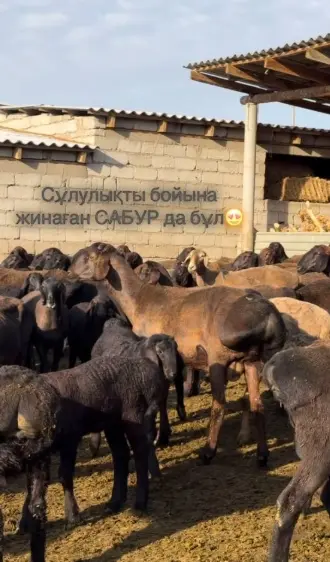 Козы