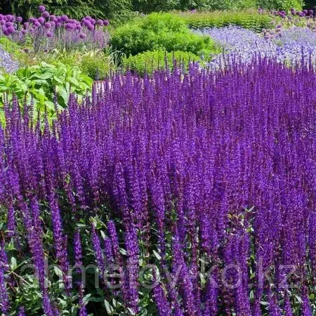 Шалфей дубравный Нью Демейшн сине-голубой (Salvia nemorosa New Demension) С2