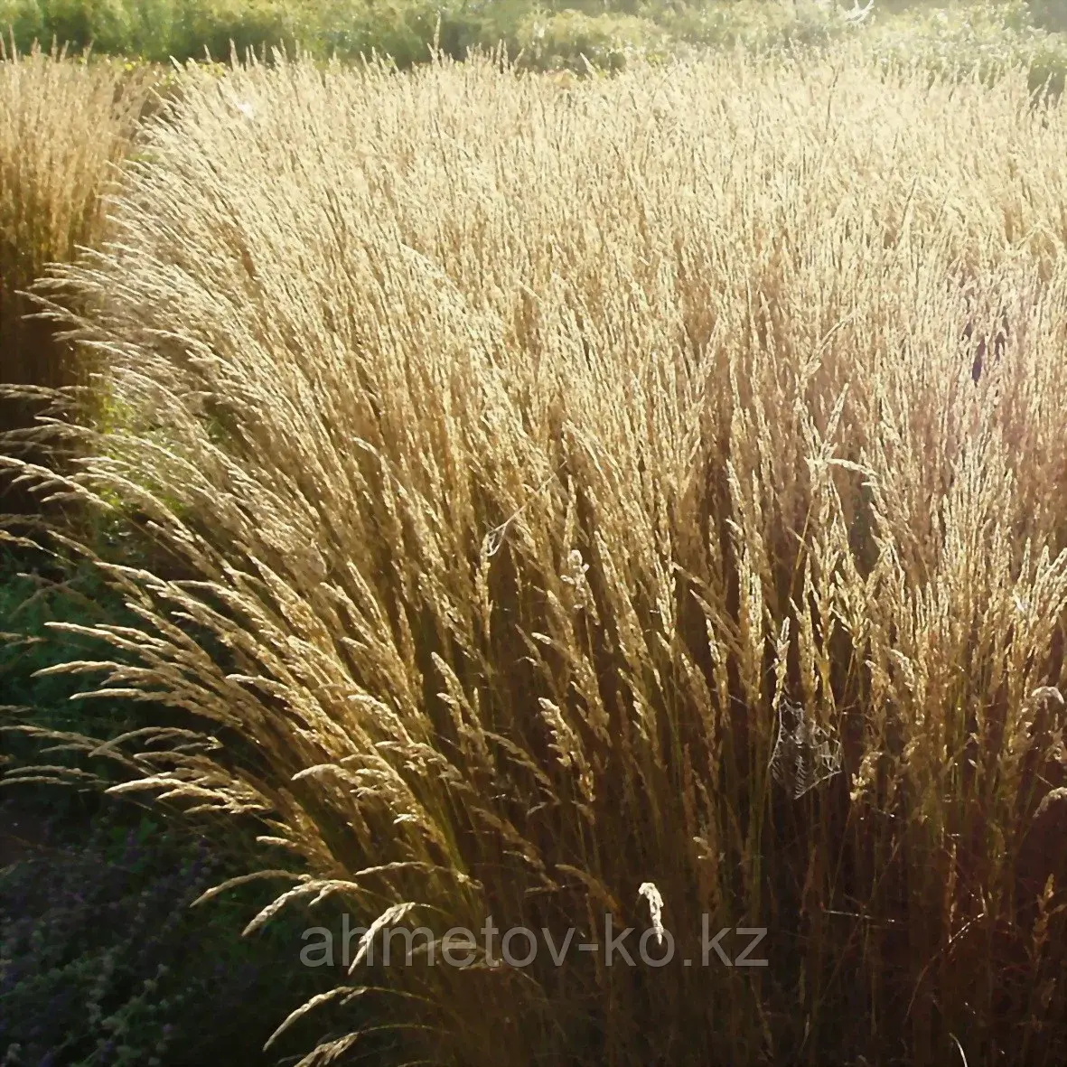 Вейник канадский (Bluedjoint Reedgrass) С1,5