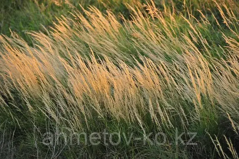 Вейник канадский (Bluedjoint Reedgrass) С1,5