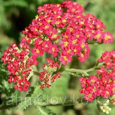 Тысячелистник красный (Achillea Mill Cherry Queen Red ) С1,5