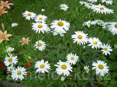 Нивяник наибольший АЛЯСКА ( ромашка луговая) (Leucanthemum maximum `Alaska`) С2,5