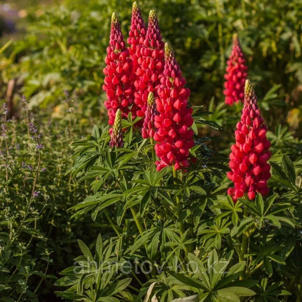 Люпин многолистный красный (Lupinus Gallery Red Shades) С2