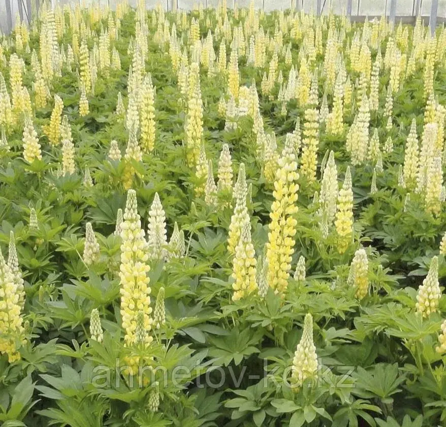 Люпин многолистный жёлтый (Lupinus Gallery Yellow Shades) С2