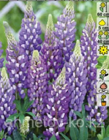 Люпин многолистный голубой (Lupinus Gallery Blue Shades) С2