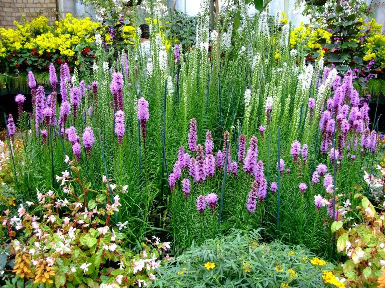 Лиатрис колосковый (Liatris Gallery Epicata Florisian) С2