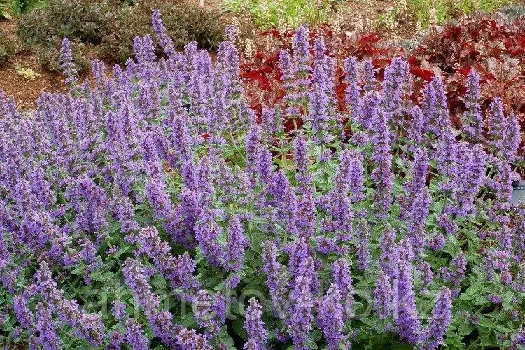 Котовник Фассена голубой (Nepeta*faassenii) С2