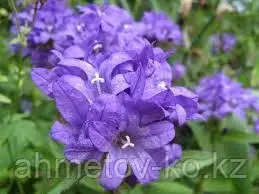 Колокольчик скученный голубой (Campanula glomerata) С2