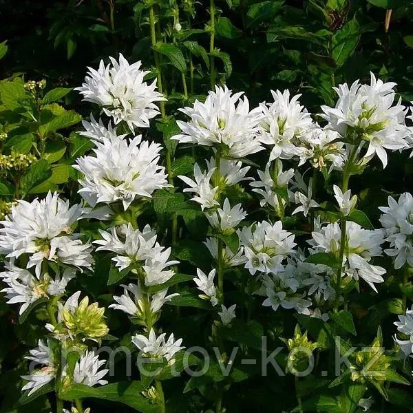 Колокольчик скученный белый (Campanula glomerata Wihte) С2