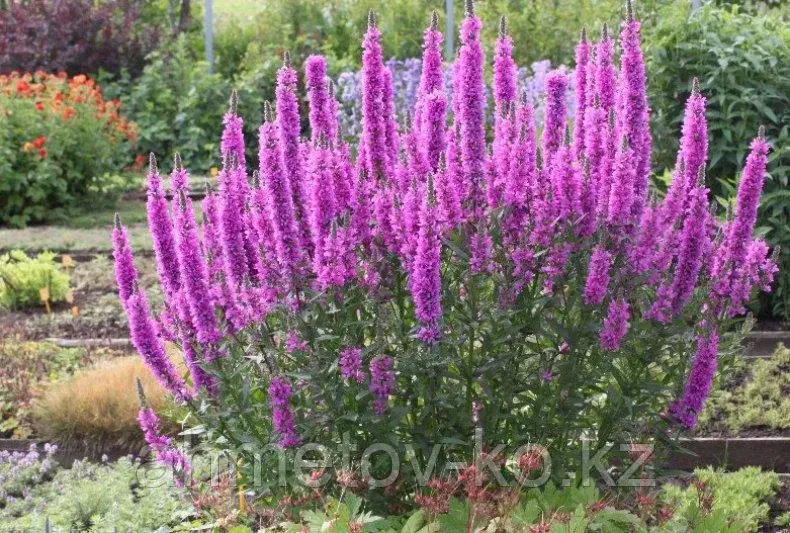 Дербенник иволистный розовый (Lythrum Salicaria Rose) С2