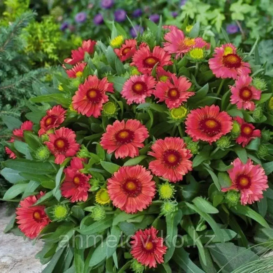 Гайлардия остистая Аризона красная (Gailardia Grandiflora Arizona) С2