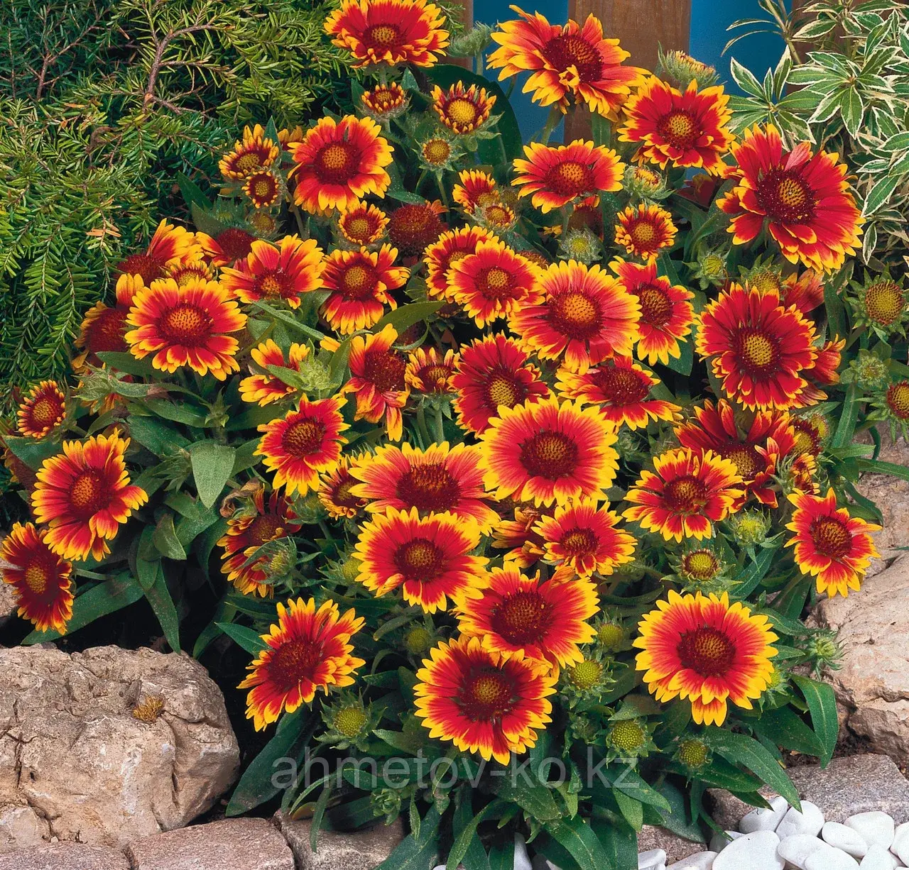Гайлардия остистая Биколор (Gailardia grandiflora Bicolor) С2