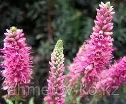 Вероника колосковая розовая (Veronica Spicata Rose Zwerg) С2