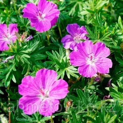 Герань кроваво-красная Вижен-Виолет (Geranium sanguineumen Vision Violett) С2