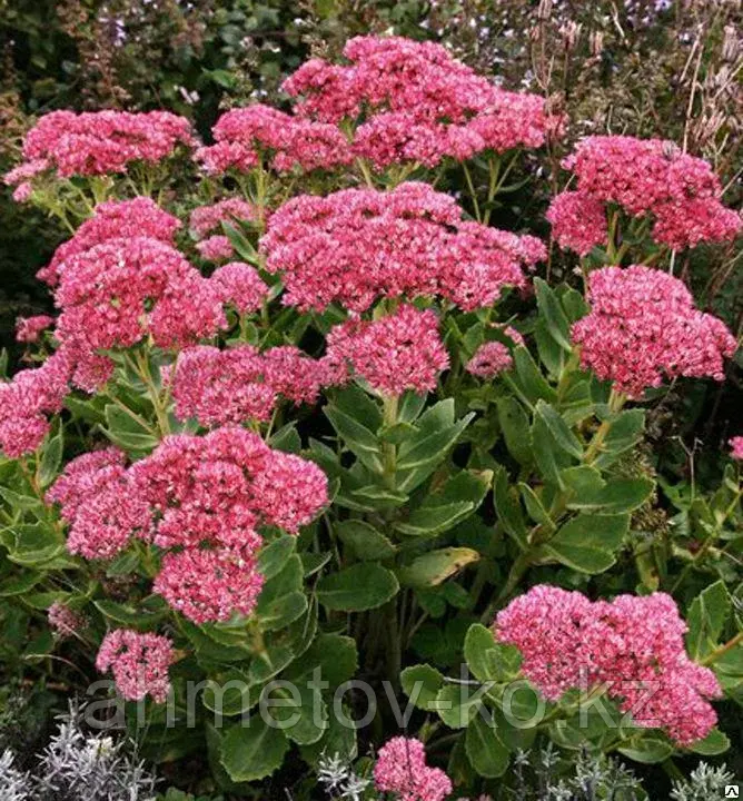 Седум (Очиток) видный Бриллиант ( Sedum spectabile Brilliant ) C2