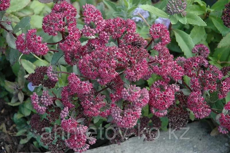Седум (Очиток) пурпурный Эмперор Вейв (Sedum telephium Emperor's Waves) С2