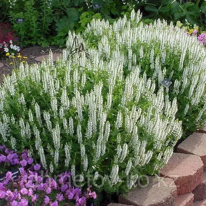 Шалфей дубравный белый Мерло ( Salvia nemorosa Merleau ) С2