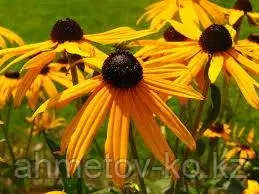 Рудбекия блестящая Голдштурм (Rudbeckia fulgida Goldsturm) C2