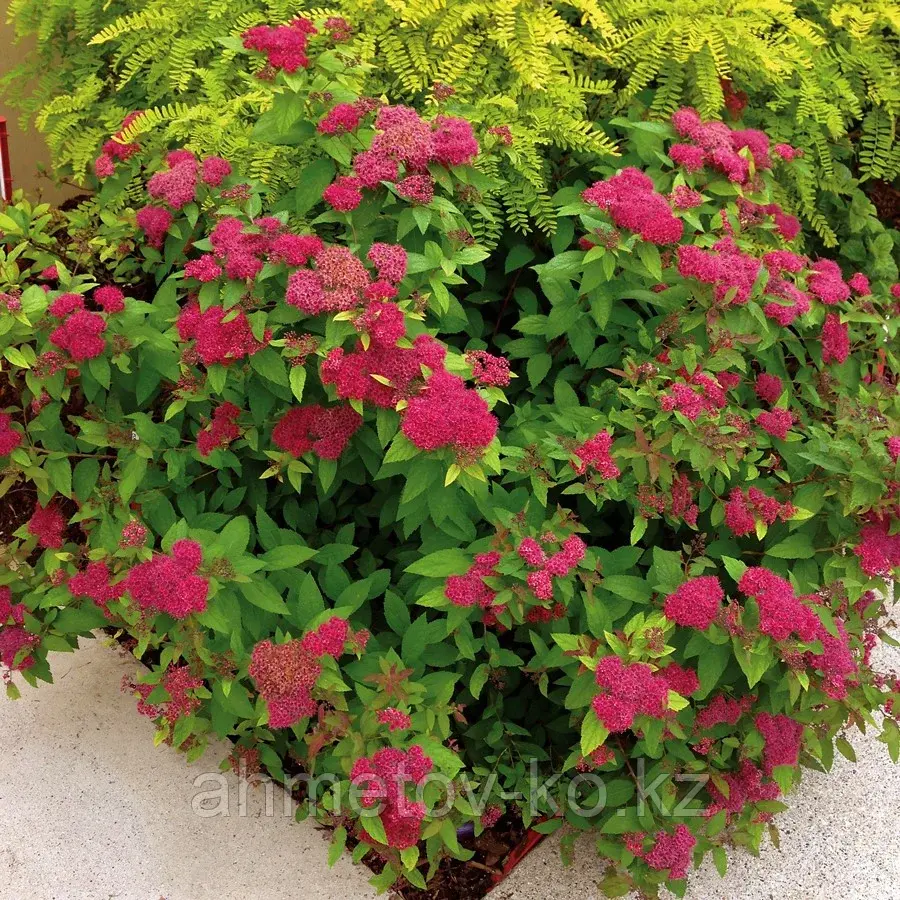 Спирея японская Фробели С3 (горшок - 3 литра) 30-50 см (Spiraea japonica 'Froebelii')