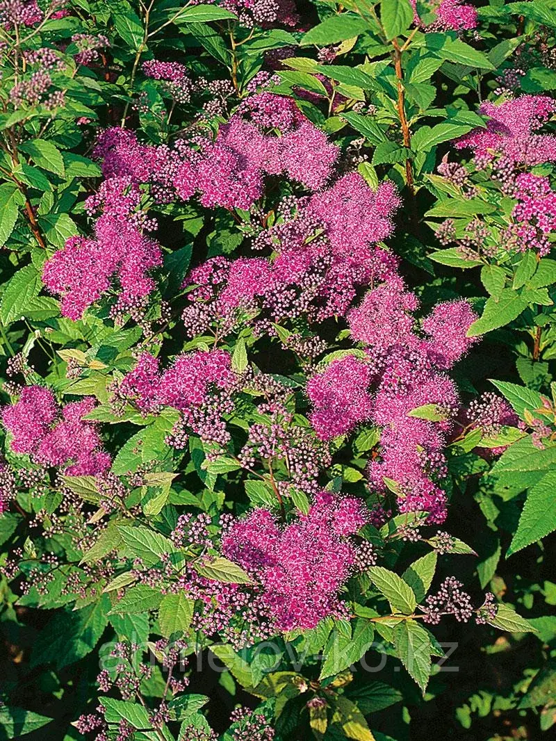 Спирея японская Фробели С3 (горшок - 3 литра) 30-50 см (Spiraea japonica 'Froebelii')