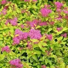 Спирея японская Голден Принцесс цв. желтый (Spiraea japonica Golden Princess) C3 20-40 см.