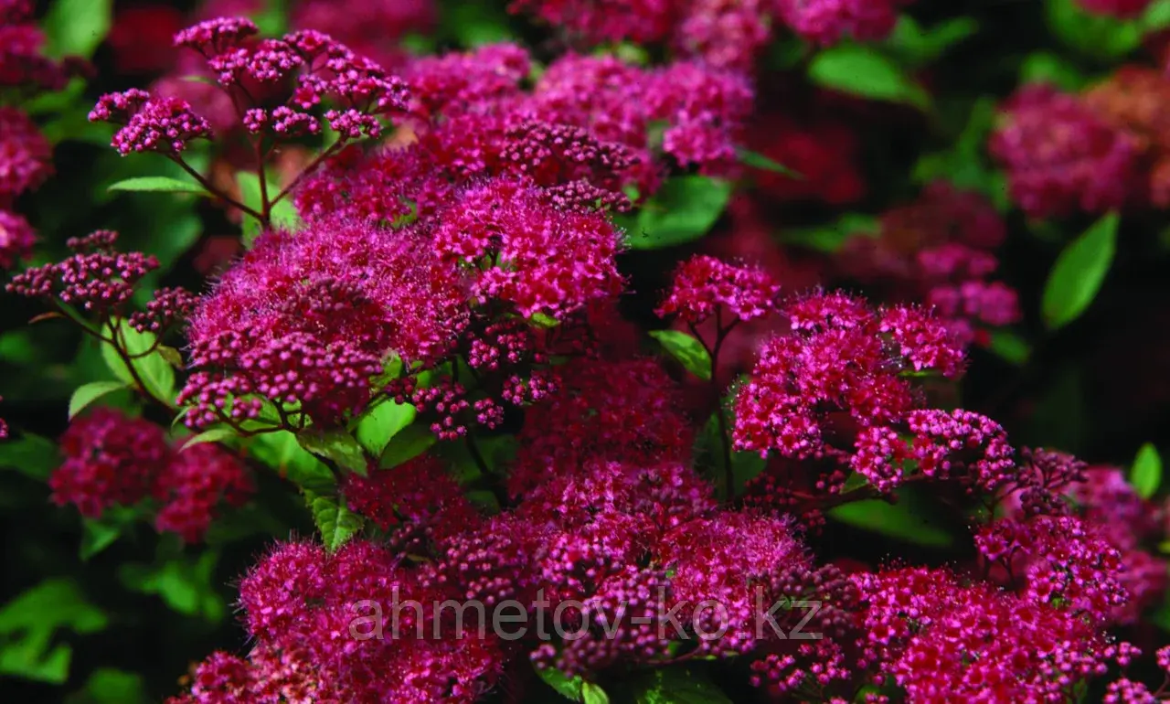 Спирея японская Антони Ватерер С3 (горшок - 3 литра) 40-60 см (Spiraea japonica 'Anthony Waterer" )