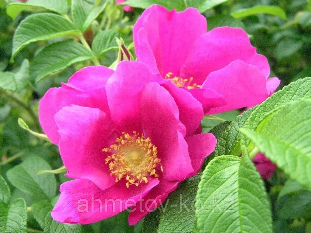 Роза морщинистая Рубра С3 (горшок - 3 литра) 40-60 см( Rosa rugosa 'Rubra" )