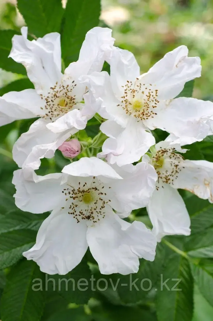 Роза морщинистая Альба ( Rosa rugosa 'Alba') С3 40-60 см