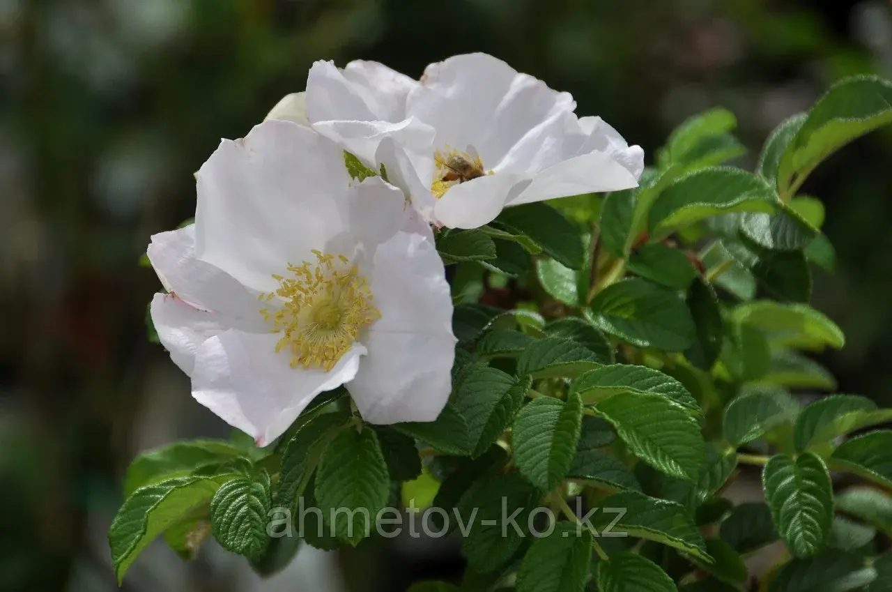 Роза морщинистая Альба ( Rosa rugosa 'Alba') С3 40-60 см