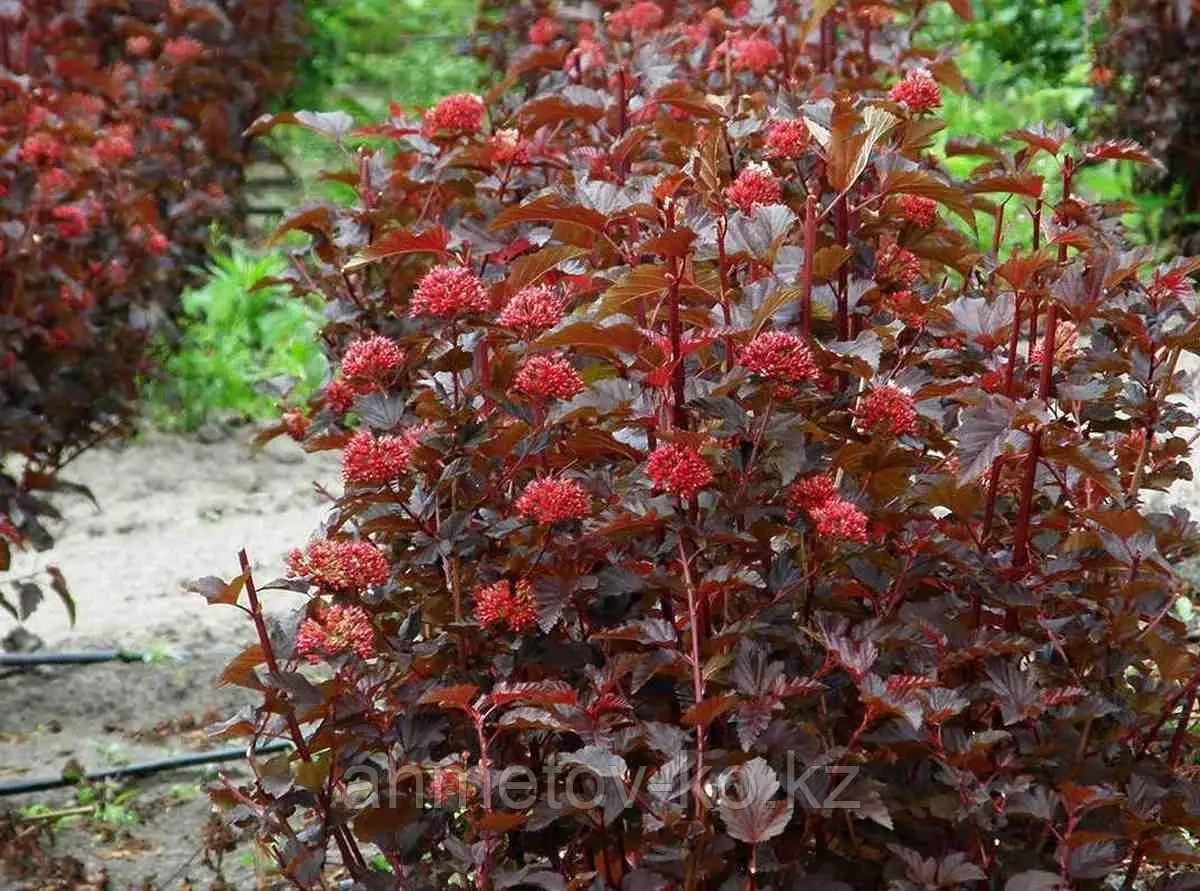 Пузыреплодник калинолистный Ред Барон С3 60-70 см (Physocarpus opulifolius 'Red Baron')