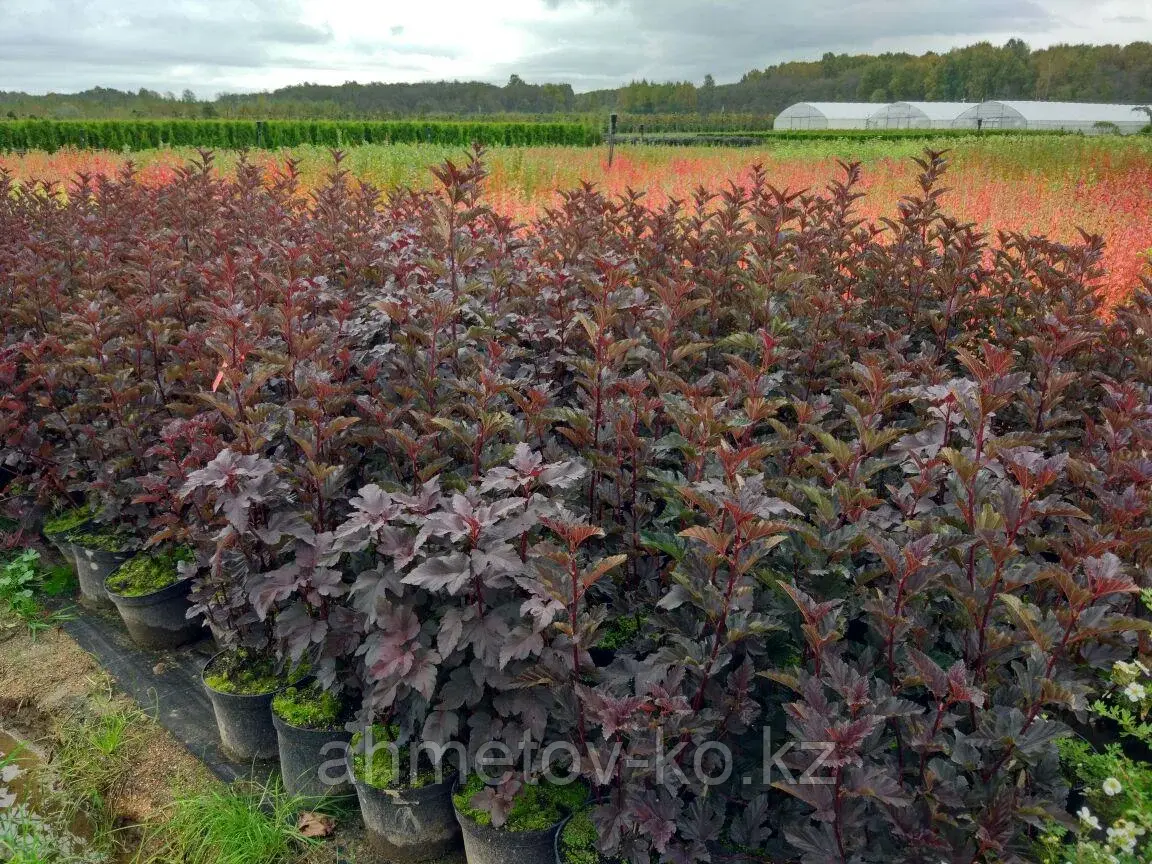 Пузыреплодник калинолистный Ред Барон С3 60-70 см (Physocarpus opulifolius 'Red Baron')