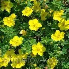 Лапчатка кустарниковая желтая (Potentilla fruticosa) С3 30-50 см