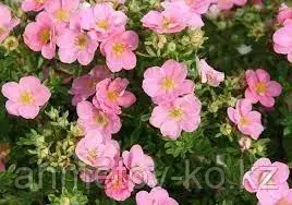 Лапчатка кустарниковая желтая (Potentilla fruticosa) С3 30-50 см