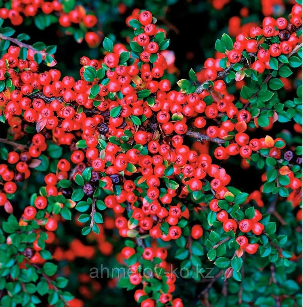 Кизильник блестящий С3 (горшок - 3 литра) 60-80 см (Cotoneaster lucidus)